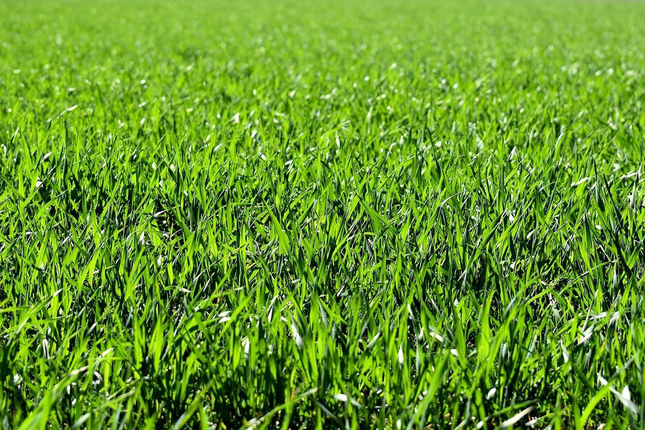 W jakich przypadkach warto zastosować trawę z rolki?